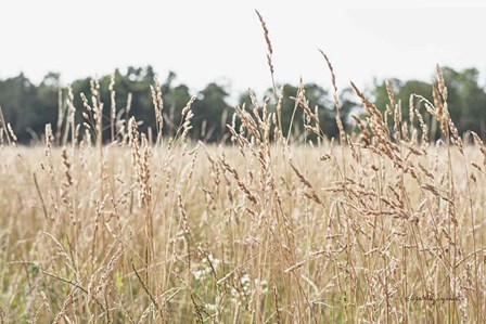 Summer Field II by Elizabeth Urquhart art print