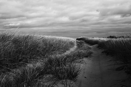 Beach Grasses by Aledanda art print