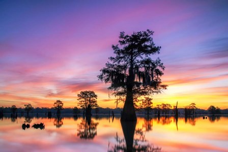 Cajun Radiance by Andy Crawford Photography art print