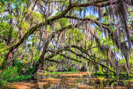 Bayou Cathedral by Andy Crawford Photography art print