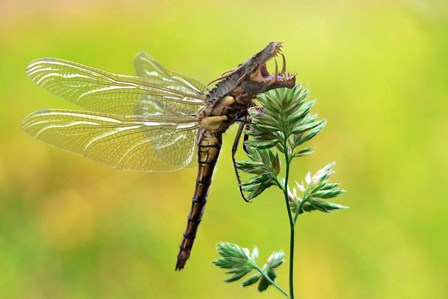 Dragonfly by Pixelmated Animals art print