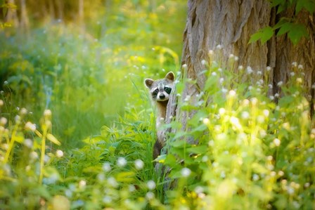 Peek A Boo by Carrie Ann Grippo-Pike art print