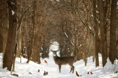 The Forest of Snow White by Carrie Ann Grippo-Pike art print