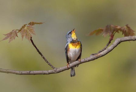 Parula on Stage by Greg Barsh art print