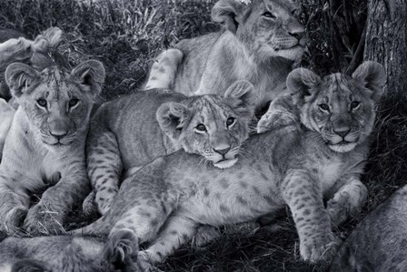 Lion Cub Family by Susan Quin Byrd art print