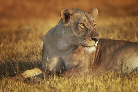 Lioness Sunning by Susan Quin Byrd art print