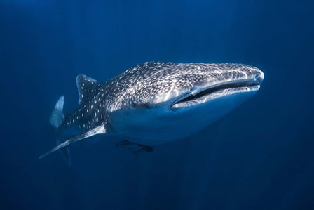 Whale Shark by Barathieu Gabriel art print