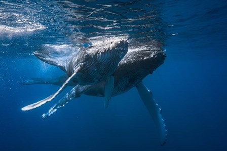 Humpback Whale by Barathieu Gabriel art print