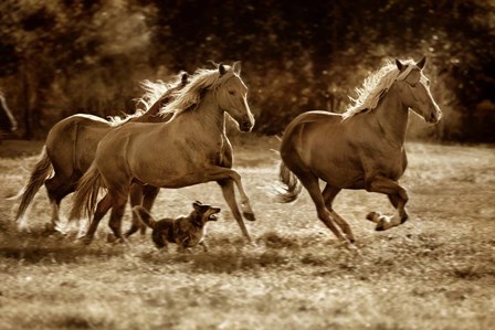 Paso Horses by Lisa Dearing art print