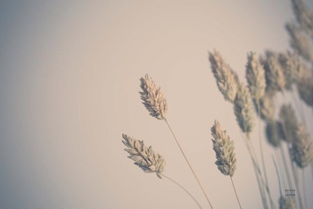 Dried Grass Study by Nathan Larson art print