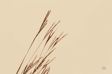 Lakeside Grasses IV by Nathan Larson art print