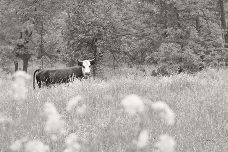 Summer Farm II BW by Sue Schlabach art print