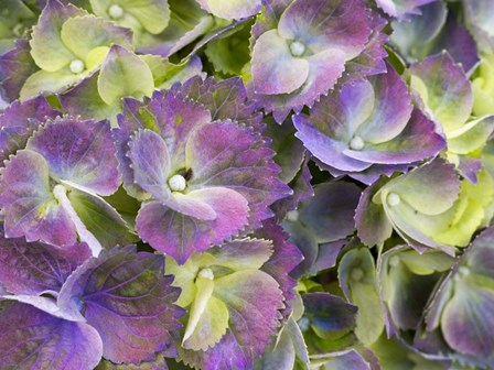 Close-Up Of A Lacecap Hydrangea by Julie Eggers / Danita Delimont art print