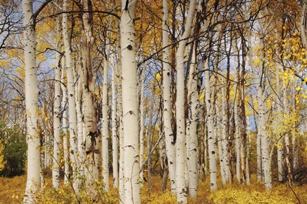 Aspens With Autumn Foliage, Kaibab National Forest, Arizona by Michel Hersen / Danita Delimont art print