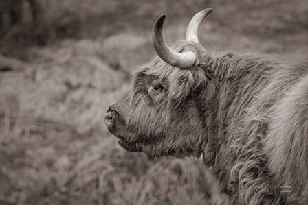 Highland Cow on Watch by Nathan Larson art print