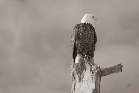 Eagle Perch by Nathan Larson art print