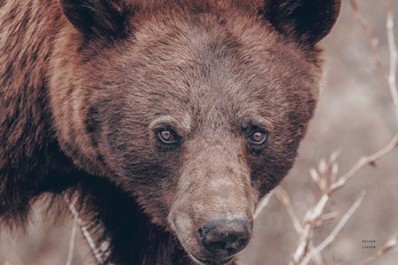 Bear Portrait by Nathan Larson art print