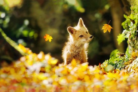 Falling Leaves Fox by Carrie Ann Grippo-Pike art print