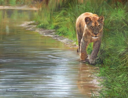 Water&#39;s Edge Lioness by David Stribbling art print