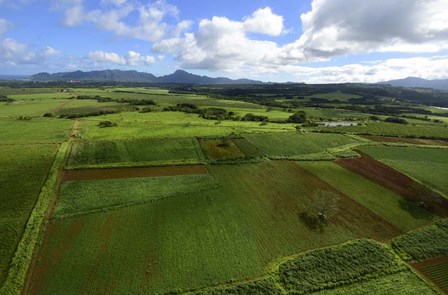 Wailua River State Park, Kauai, Hawaii by Ryan Rossotto/Stocktrek Images art print