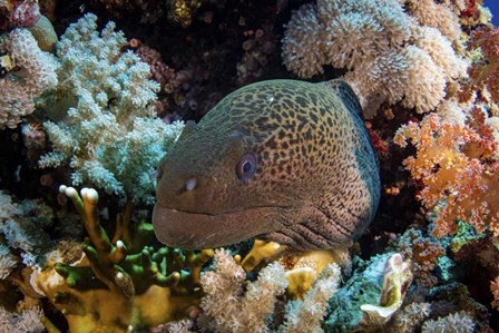 A Moray Eel Framed With Beautiful Soft Corals, Red Sea by Brook Peterson/Stocktrek Images art print