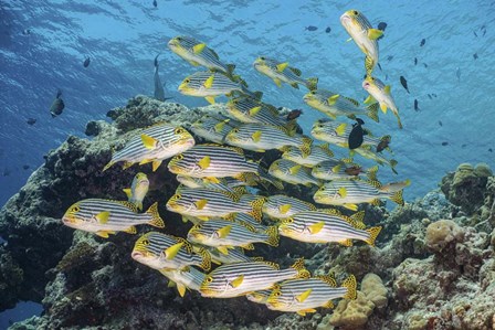 A School Of Sweetlip Fish Stacked Up Against a Coral Head by Brook Peterson/Stocktrek Images art print