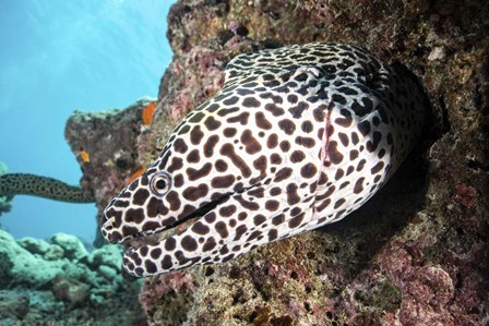 A Honeycomb Eel Emerges From Its Den by Brook Peterson/Stocktrek Images art print