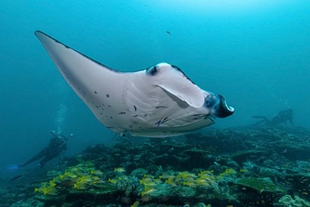 An Oceanic Manta by Bruce Shafer/Stocktrek Images art print