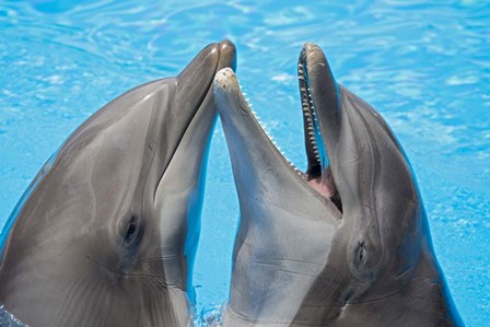 Atlantic Bottlenose Dolphins by David Fleetham/Stocktrek Images art print