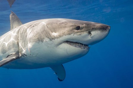 A Great White Shark by David Fleetham/Stocktrek Images art print