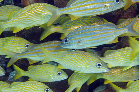 Schooling Smallmouth Grunts by David Fleetham/Stocktrek Images art print