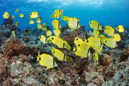 Schooling Milletseed Butterflyfish by David Fleetham/Stocktrek Images art print