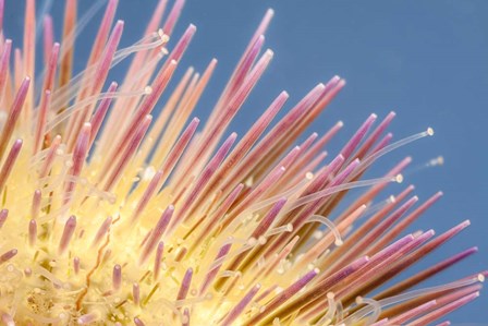 A Close-Up of a Variegated Urchin by David Fleetham/Stocktrek Images art print