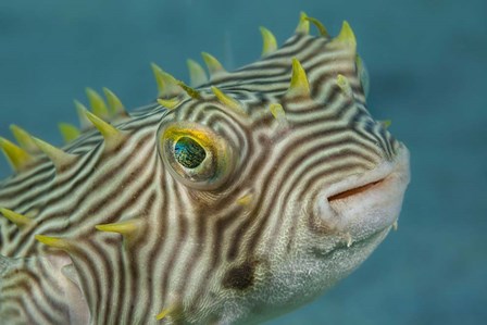 The Web Burrfish by David Fleetham/Stocktrek Images art print