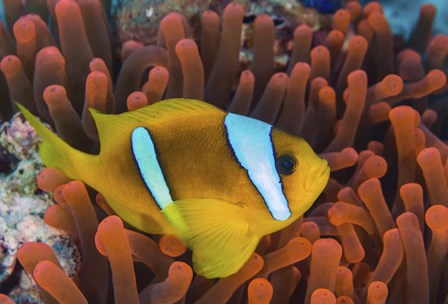 Red Sea Clownfish by Andreas Schumacher/Stocktrek Images art print