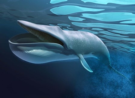 Blue Whale Underwater With Caustics On Surface by Leonello Calvetti/Stocktrek Images art print