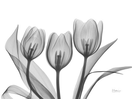 Didiers Tulip by Albert Koetsier art print