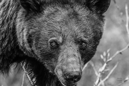 Bear Portrait BW by Nathan Larson art print