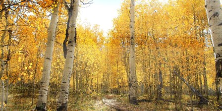 Aspen Pathway by Ann Bailey art print