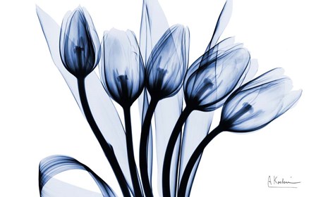 Marvelous Indigo Tulips 2 by Albert Koetsier art print