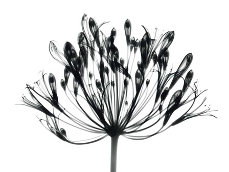 African Lily by Albert Koetsier art print