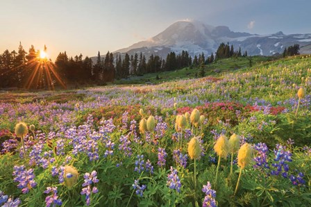 Paradise Wildflower Meadows I by Alan Majchrowicz art print