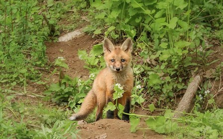 Fox and Flower by Carrie Ann Grippo-Pike art print