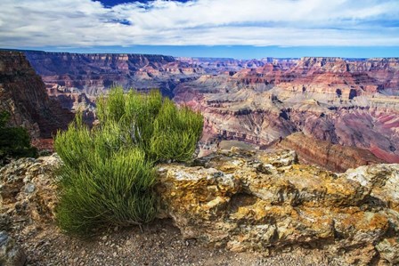 Grand Canyon Medicine by Andy Crawford Photography art print