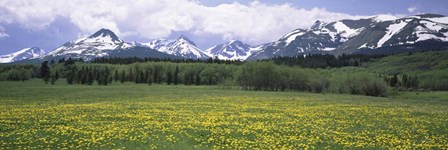 Wildflowers in a field with mountains, Montana by Panoramic Images art print