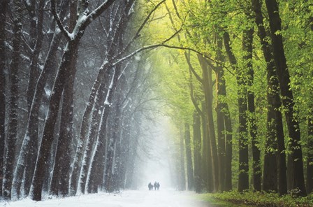 Spring is Coming by Martin Podt art print