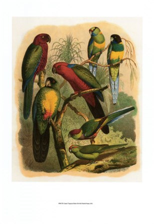Tropical Birds II by Cassell art print