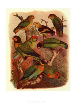 Tropical Birds IV by Cassell art print
