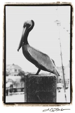 Pelican Perch by Laura Denardo art print