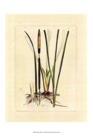 Antique Cattail II by Samuel Curtis art print